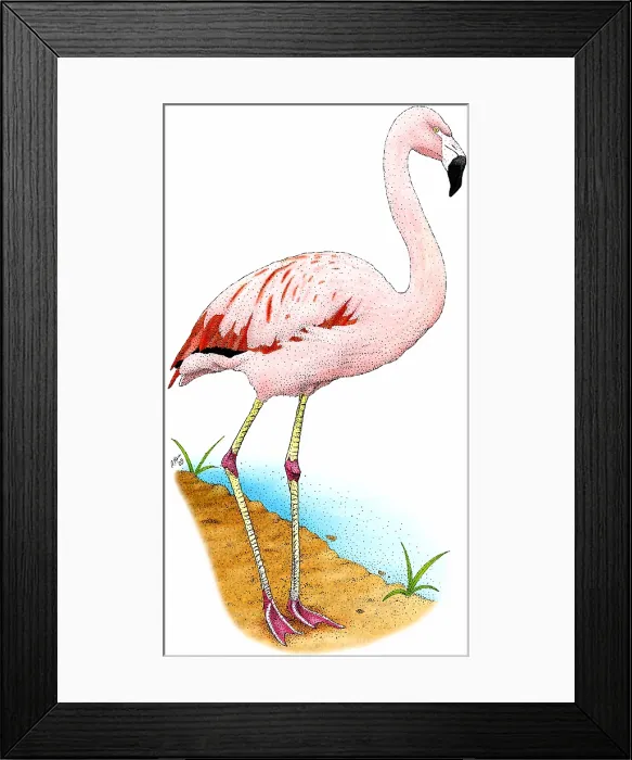 Framed Print : Chilean Flamingo Framed Print : Chilean Flamingo