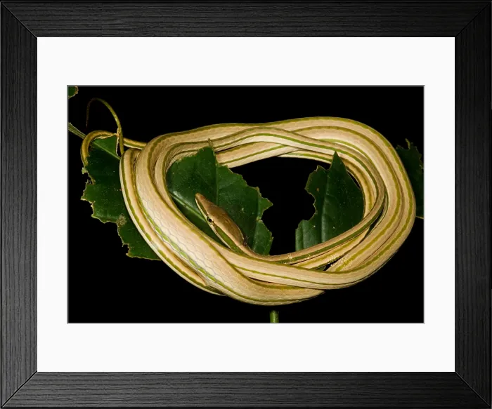 Framed Print : Vine Snake Framed Print : Vine Snake