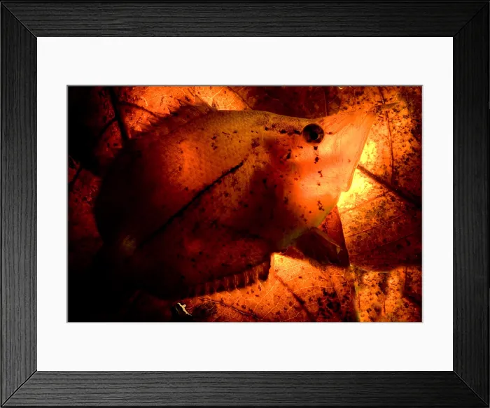 Framed Print : Leaf Fish. The Leaf Fish, Monocirrhus polyacanthus Framed Print : Leaf Fish. The Leaf Fish, Monocirrhus polyacanthus