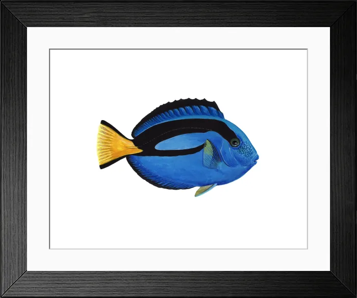 Framed Print : Blue Tang (Paracanthurus hepatus) Framed Print : Blue Tang (Paracanthurus hepatus)