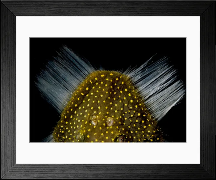 Framed Print : Amazon River Catfish Framed Print : Amazon River Catfish
