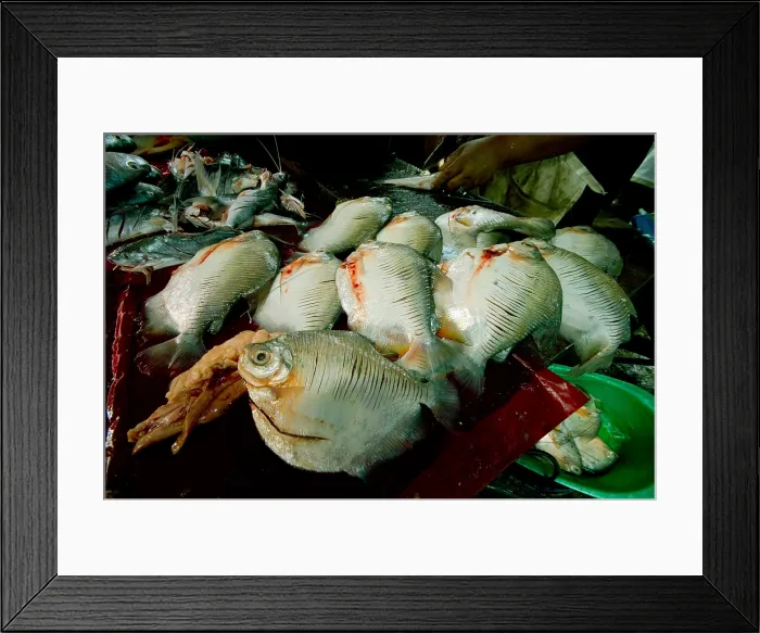 Framed Print : Fish in Belen Market