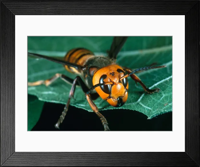Framed Print : Asian Giant Hornet Framed Print : Asian Giant Hornet