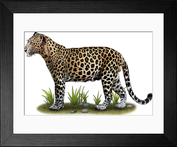 Framed Print : Indochinese Leopard Framed Print : Indochinese Leopard