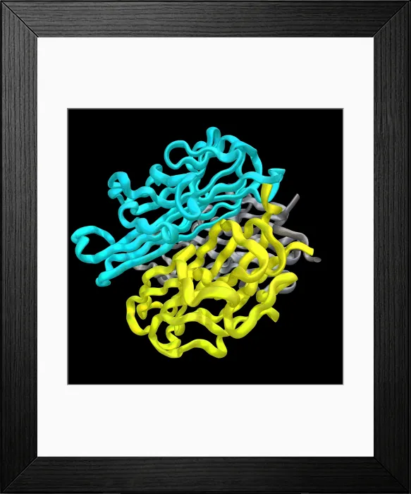 Framed Print : RANKL, Model Framed Print : RANKL, Model