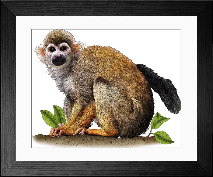 Framed Print : Common Squirrel Monkey, Illustration Framed Print : Common Squirrel Monkey, Illustration