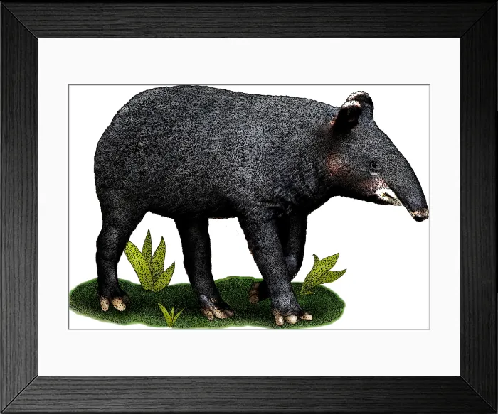 Framed Print : Mountain Tapir