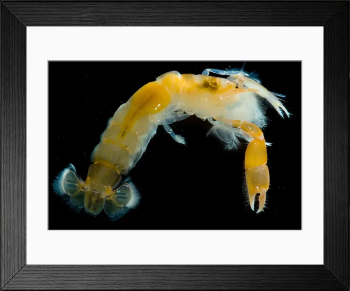 Framed Print : Bay Ghost Shrimp Framed Print : Bay Ghost Shrimp