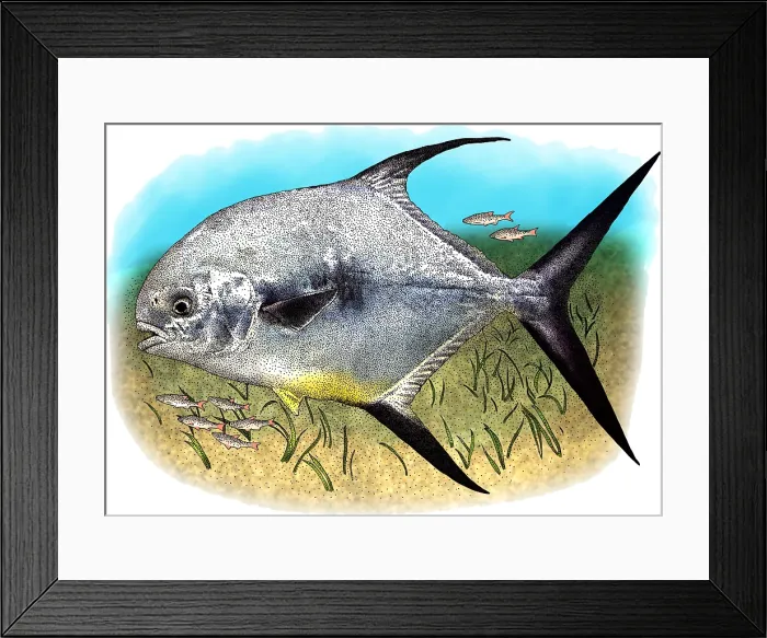 Framed Print : Permit. Illustration of a Permit (Trachinotus falcatus) Framed Print : Permit. Illustration of a Permit (Trachinotus falcatus)