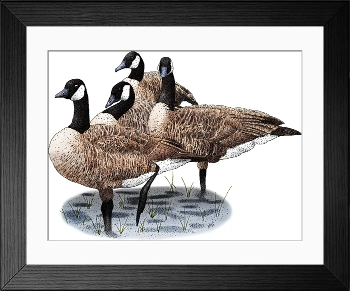 Framed Print : Canada Geese Framed Print : Canada Geese
