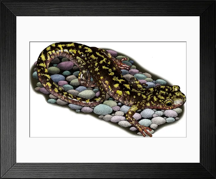 Framed Print : Green Salamander Framed Print : Green Salamander