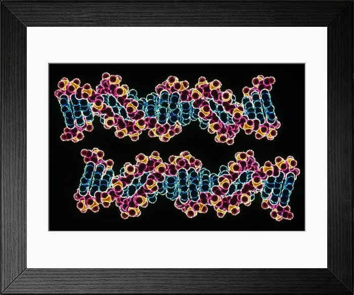 Framed Print : DNA double helixes Framed Print : DNA double helixes