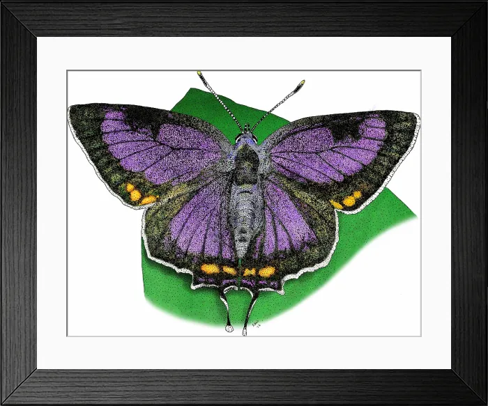 Framed Print : Colorado hairstreak butterfly Framed Print : Colorado hairstreak butterfly