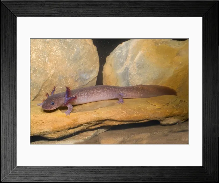Framed Print : Spring Salamander Framed Print : Spring Salamander