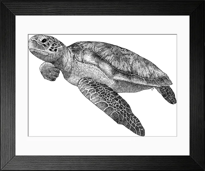 Framed Print : Green Sea Turtle Framed Print : Green Sea Turtle