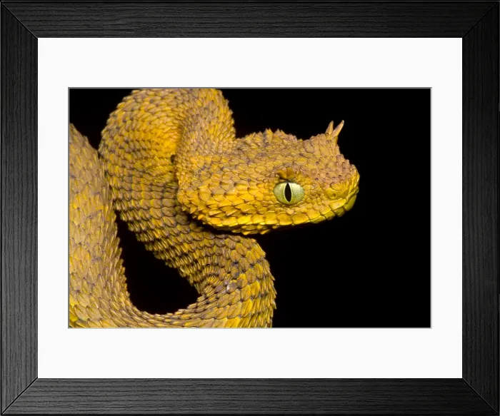 Framed Print : Usambara Eyelash Bush Viper