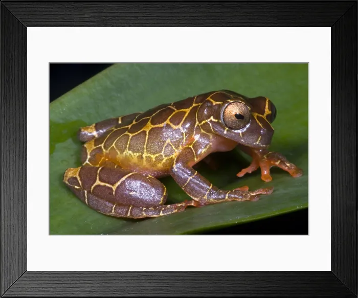 Framed Print : Clown Tree Frog Framed Print : Clown Tree Frog