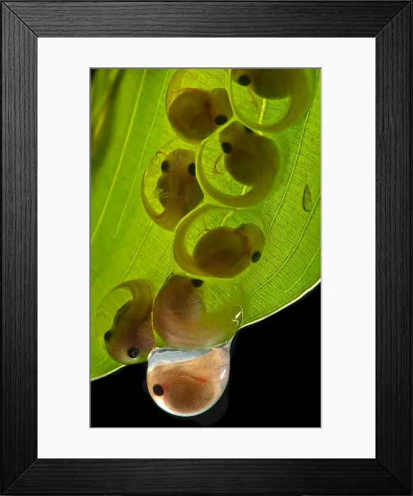 Framed Print : White-eyed Leaf Frog Eggs Framed Print : White-eyed Leaf Frog Eggs