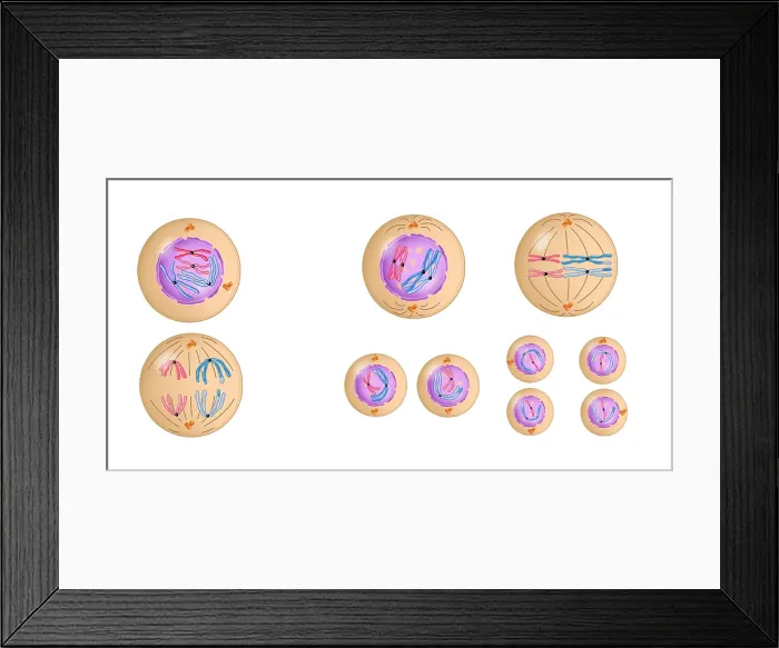 Framed Print : Meiosis. Illustration of the process of meiosis