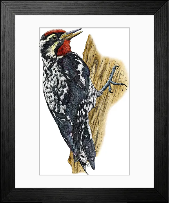 Framed Print : Yellow-bellied Sapsucker Framed Print : Yellow-bellied Sapsucker