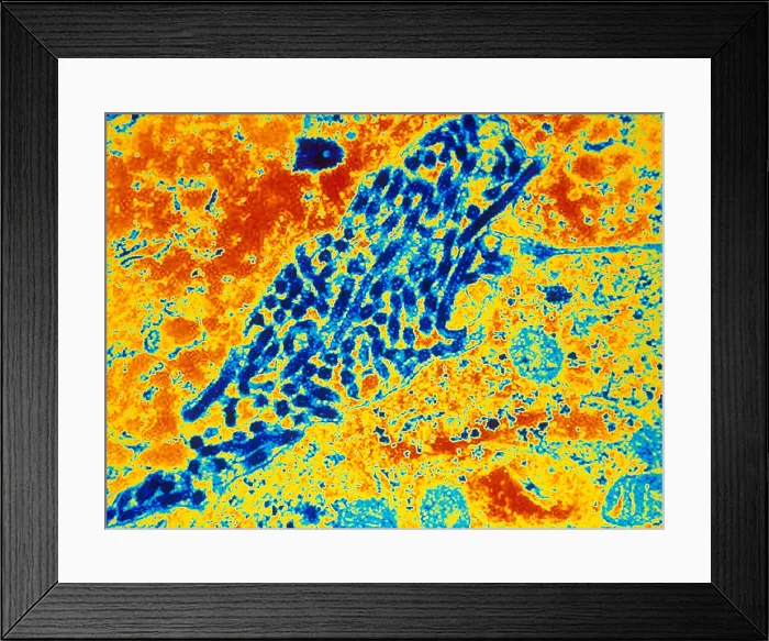 Framed Print : Marburg Virus (TEM) Framed Print : Marburg Virus (TEM)