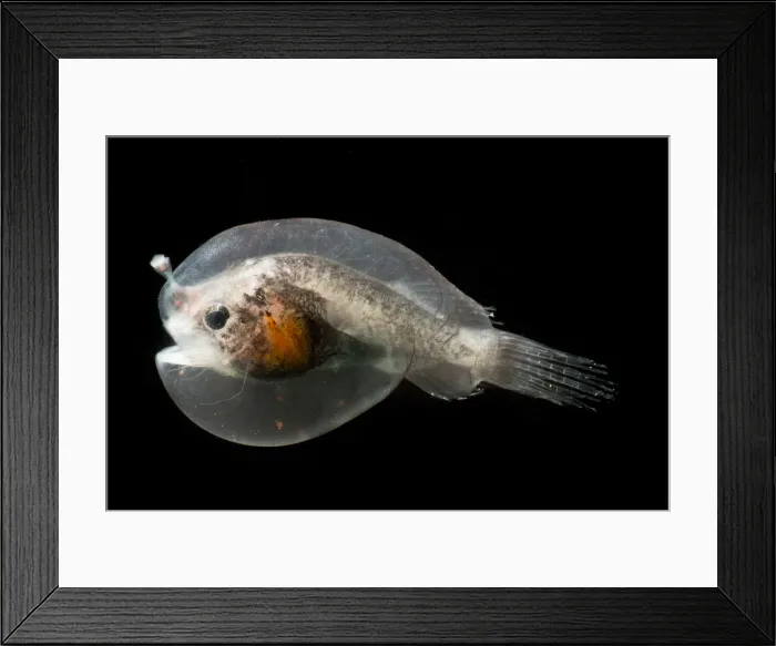 Framed Print : Larval female anglerfish, Oneirodidae