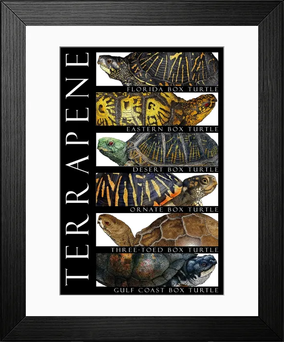 Framed Print : Box Turtles of North America Framed Print : Box Turtles of North America