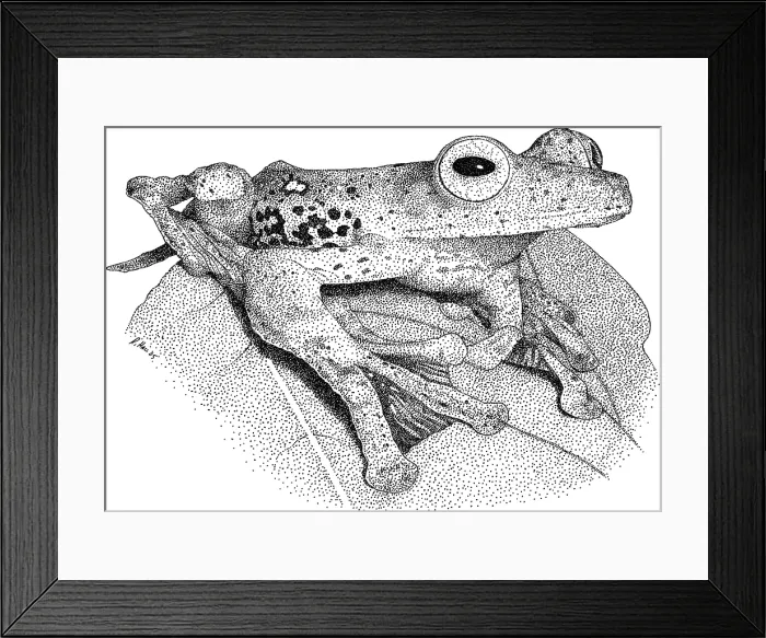 Framed Print : Borneo Red Flying Frog