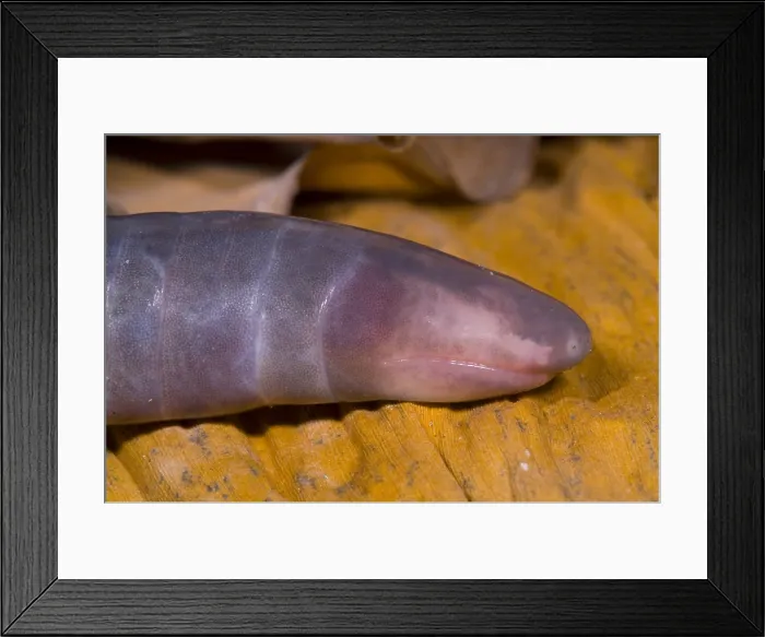Framed Print : Congo Caecilian Framed Print : Congo Caecilian