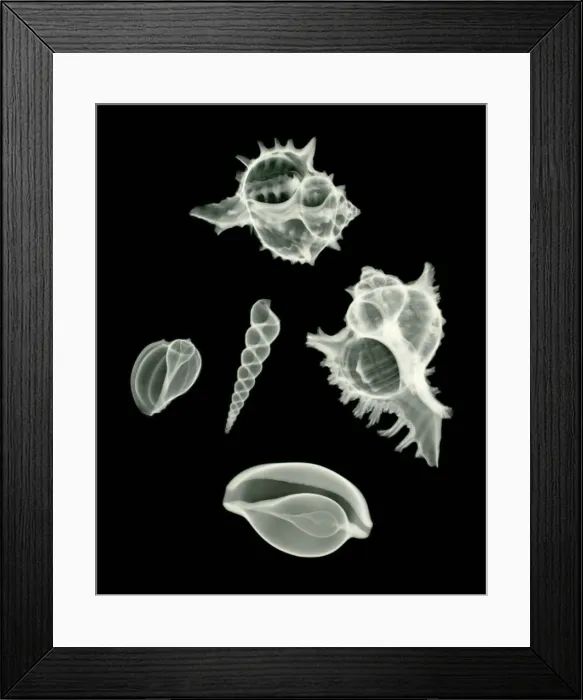 Framed Print : Sea Shell, X-ray Framed Print : Sea Shell, X-ray