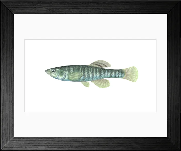 Framed Print : Banded Killifish Framed Print : Banded Killifish