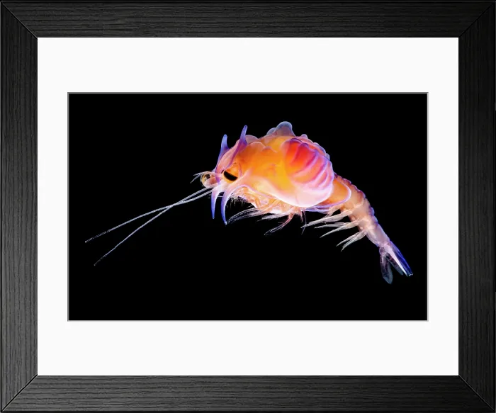 Framed Print : Larval prawn, Cerataspis monstruosus