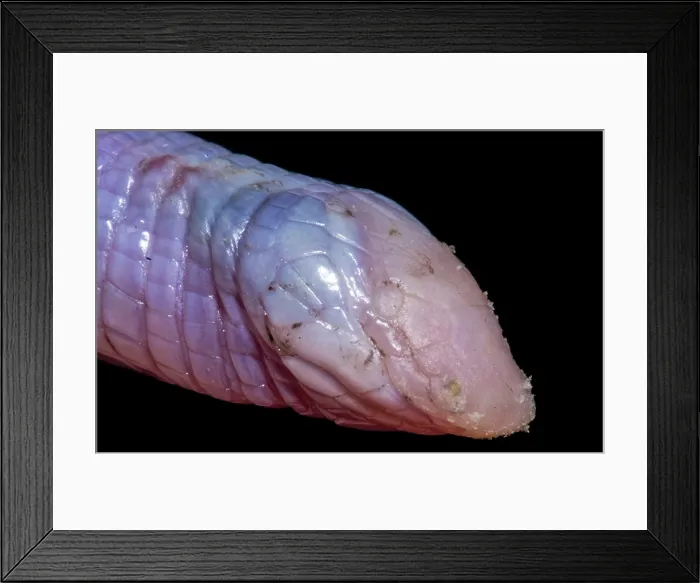 Framed Print : North American Worm Lizard (Rhineura floridana)