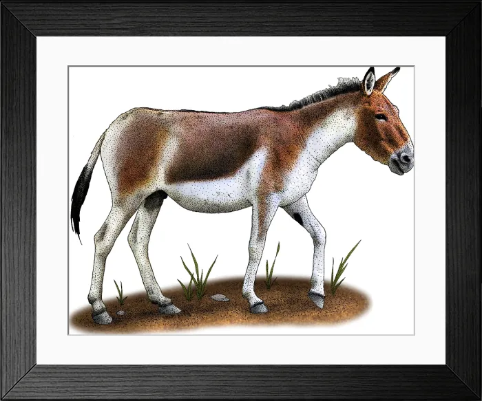 Framed Print : Kiang. Illustration of a Kiang (Equus kiang) Framed Print : Kiang. Illustration of a Kiang (Equus kiang)