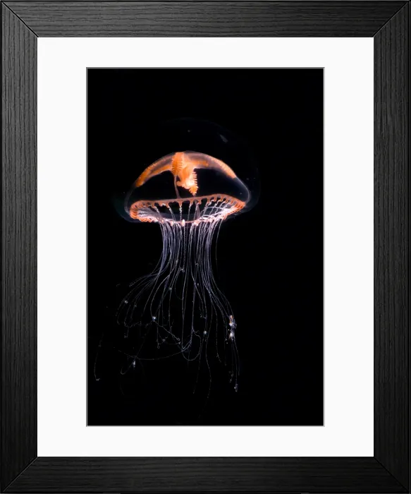 Framed Print : Jellyfish. This deeper water jellyfish, Ptychogena, feeds on copepods Framed Print : Jellyfish. This deeper water jellyfish, Ptychogena, feeds on copepods