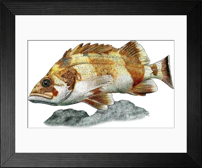 Framed Print : Flag Rockfish Framed Print : Flag Rockfish