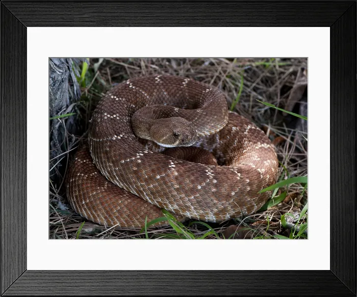 Framed Print : Pacific Rattlesnake, Crotalus oreganus