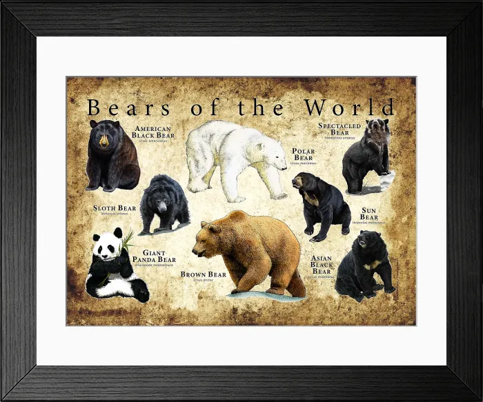 Framed Print : Bear Species Framed Print : Bear Species