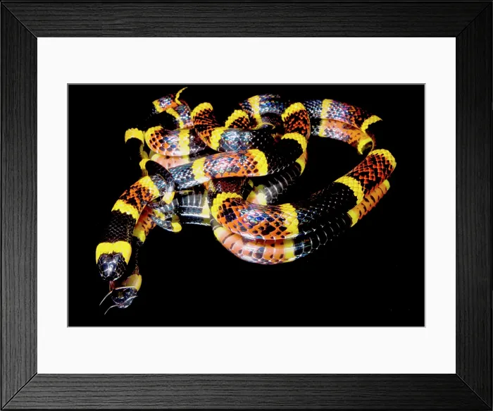 Framed Print : Texas Coral Snake (Micrurus tener) Framed Print : Texas Coral Snake (Micrurus tener)