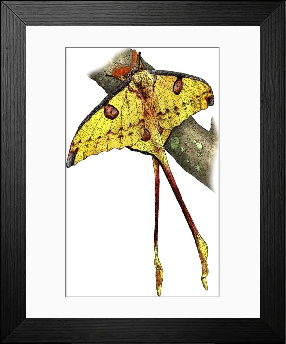 Framed Print : Comet moth Framed Print : Comet moth