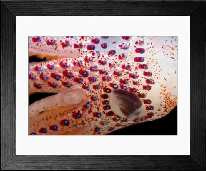 Framed Print : Cock-eyed Squid (Histoteuthis corona) Framed Print : Cock-eyed Squid (Histoteuthis corona)