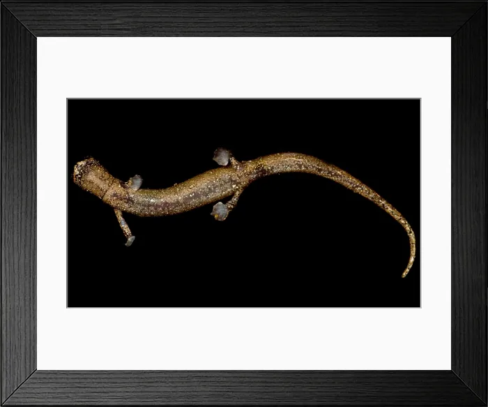 Framed Print : Nauta Palm Foot Salamander Framed Print : Nauta Palm Foot Salamander