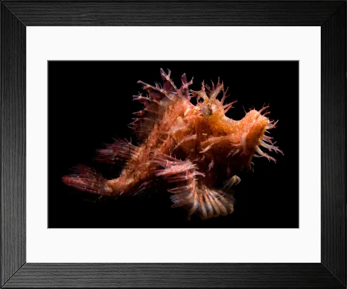 Framed Print : Weedy Scorpionfish Framed Print : Weedy Scorpionfish