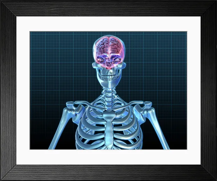 Framed Print : Human Skeleton and Brain, artwork Framed Print : Human Skeleton and Brain, artwork