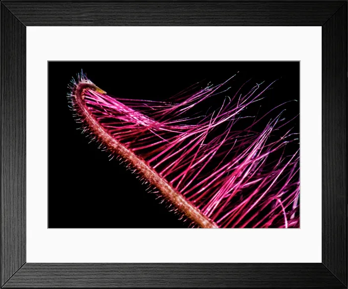 Framed Print : Carrion flower (Stapelia hirsuta)