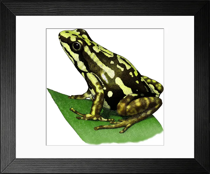 Framed Print : Tricolor Poison Dart Frog