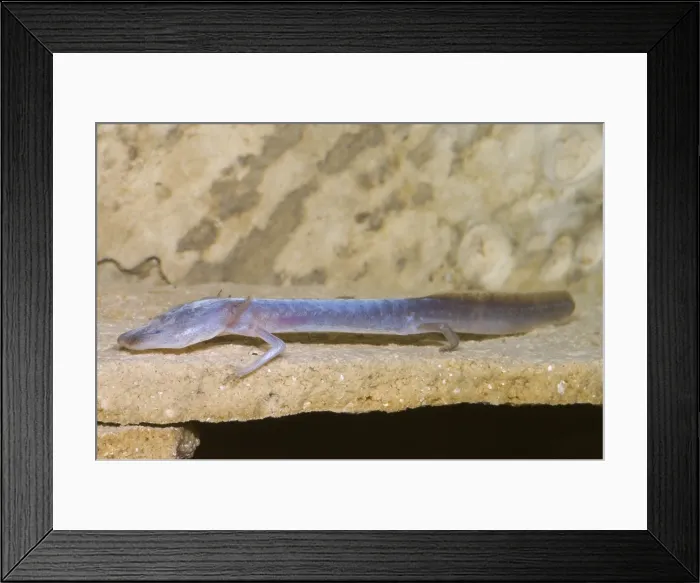 Framed Print : Austin Blind Salamander