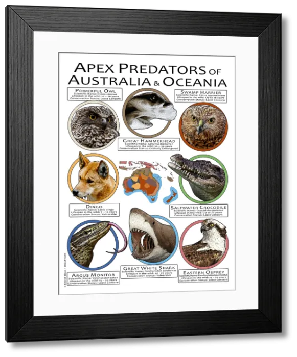 Framed Print : Apex Predators of Australia & Oceania Framed Print : Apex Predators of Australia & Oceania