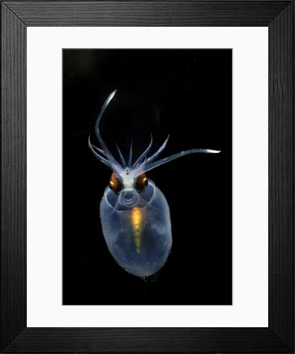 Framed Print : Cockatoo Squid Framed Print : Cockatoo Squid