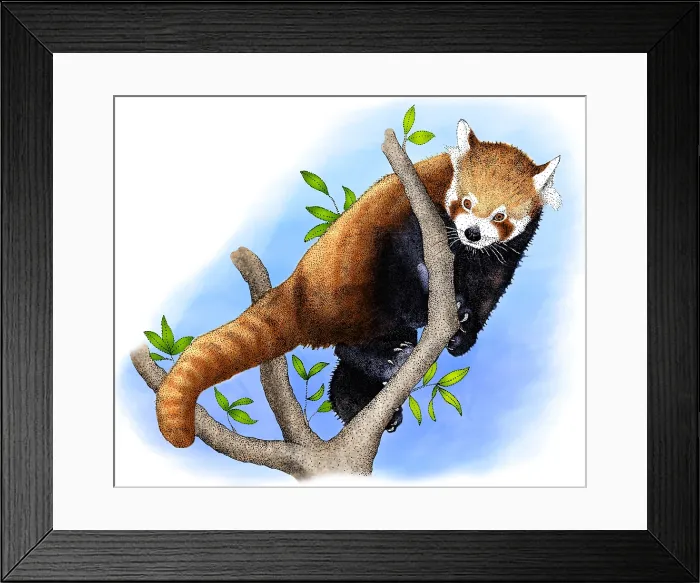 Framed Print : Red Panda. Illustration of a red panda (Ailurus fulgens) Framed Print : Red Panda. Illustration of a red panda (Ailurus fulgens)